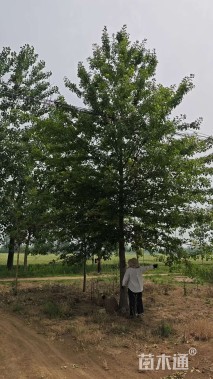 12公分北美枫香