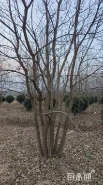 50公分(5杆)丛生乌桕