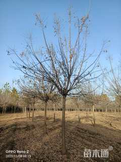 15公分金叶复叶槭