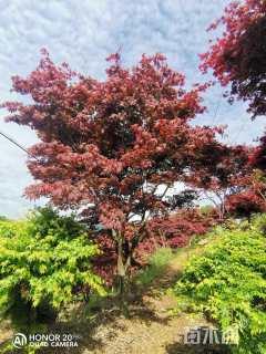 18公分中国红枫