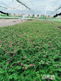 高度30厘米满天星