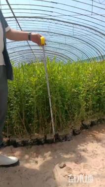 高度800厘米水蜡