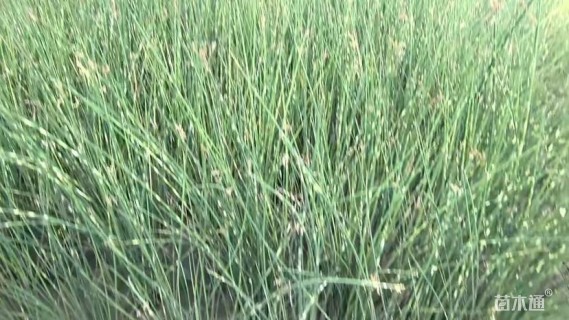 高度80厘米花叶水葱