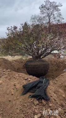 高度200厘米紫斑牡丹