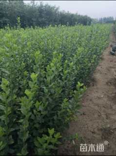 高度40厘米胶东卫矛