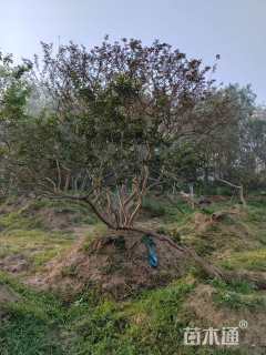 高度200厘米红花紫薇