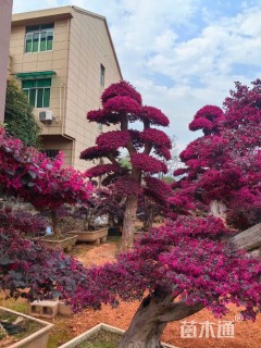 高度200厘米红花继木
