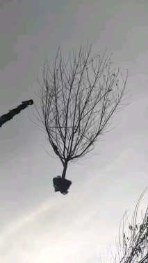 15公分日本晚樱