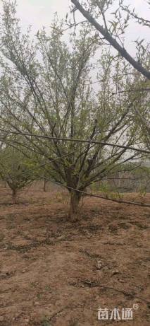 高度450厘米山茱萸