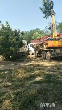 18公分绿叶复叶槭