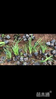 高度20厘米蛇鞭菊