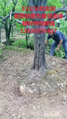 高度500厘米柑橘