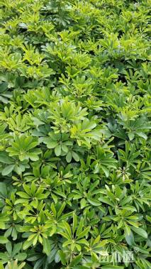 高度30厘米鸭脚木