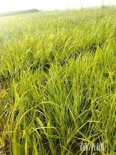 高度20厘米金叶石菖蒲