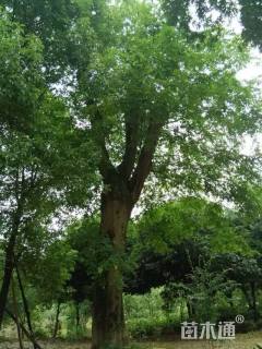 90公分朴树
