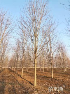 14公分美国红枫