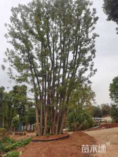 149.9公分(14杆)丛生香樟