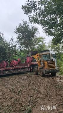 17公分大叶女贞