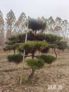 12公分造型油松