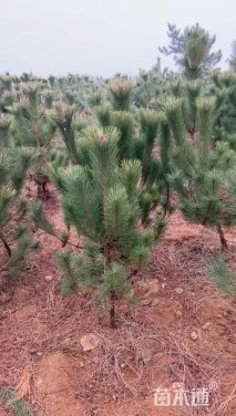 高度50厘米油松小苗