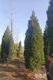 高度500厘米塔柏