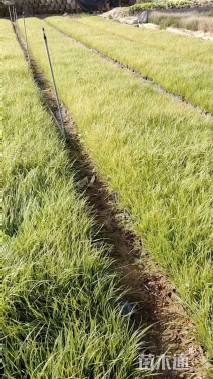 高度20厘米紫穗狼尾草