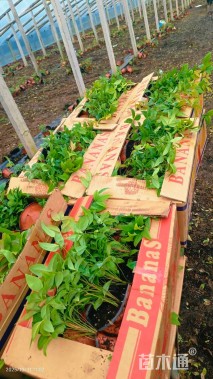 高度18厘米火焰南天竹