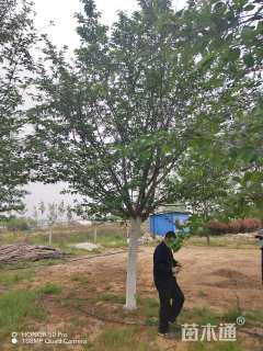 28公分高杆早樱