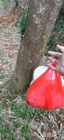 15公分南方红豆杉