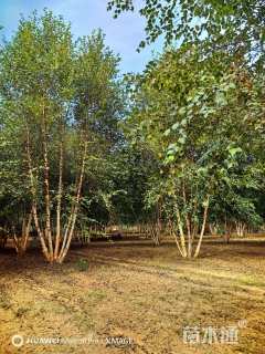 高度650厘米丛生河桦