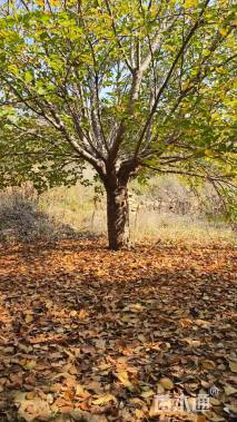 高度600厘米关山樱