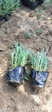 高度20厘米常夏石竹