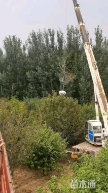 15公分绚丽海棠