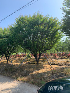 25公分骨里红梅