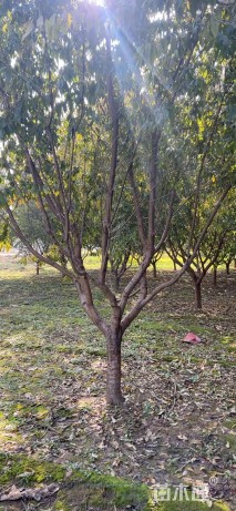 12公分红叶碧桃