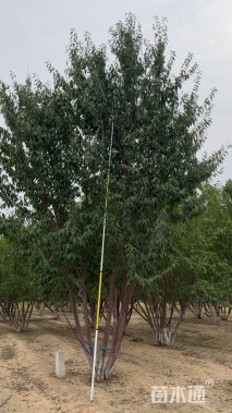 高度6厘米丛生山桃