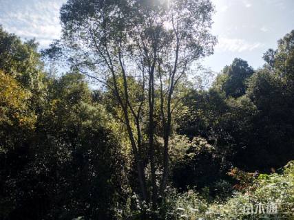 50公分丛生香樟