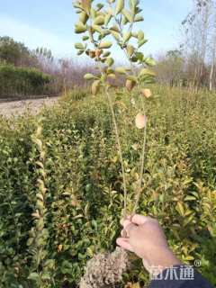 高度40厘米胶东卫矛