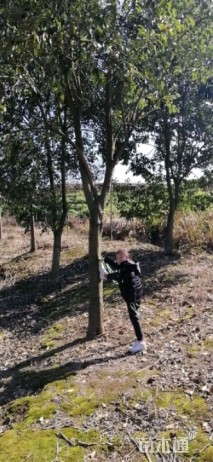 16公分大叶女贞