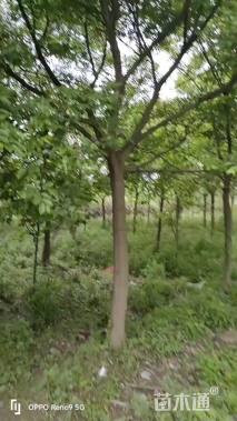 18公分朴树