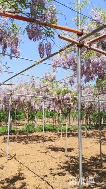 9公分染井吉野樱