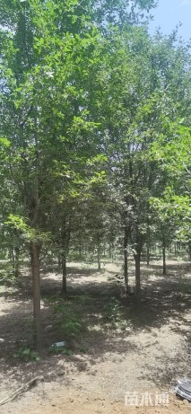 12公分绚丽海棠