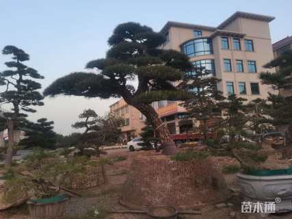 高度400厘米黑松