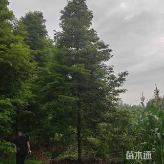 15公分金丝楠木