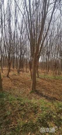 高度300厘米桢桐
