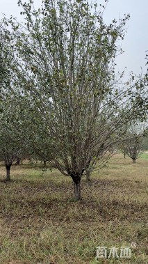 15公分八棱海棠