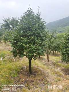 高度250厘米茶梅