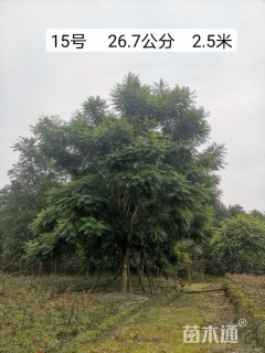 28公分蓝花楹