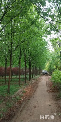 10公分速生白蜡