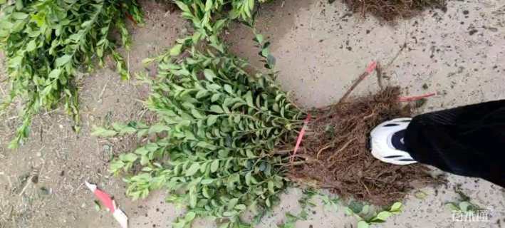 40厘米细叶扶芳藤